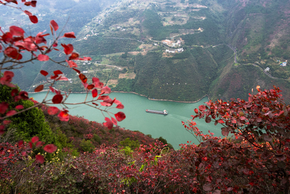船舶行駛在紅葉掩映下的長(zhǎng)江三峽重慶市巫山縣水域（2023年11月30日攝）。新華社記者 肖藝九 攝