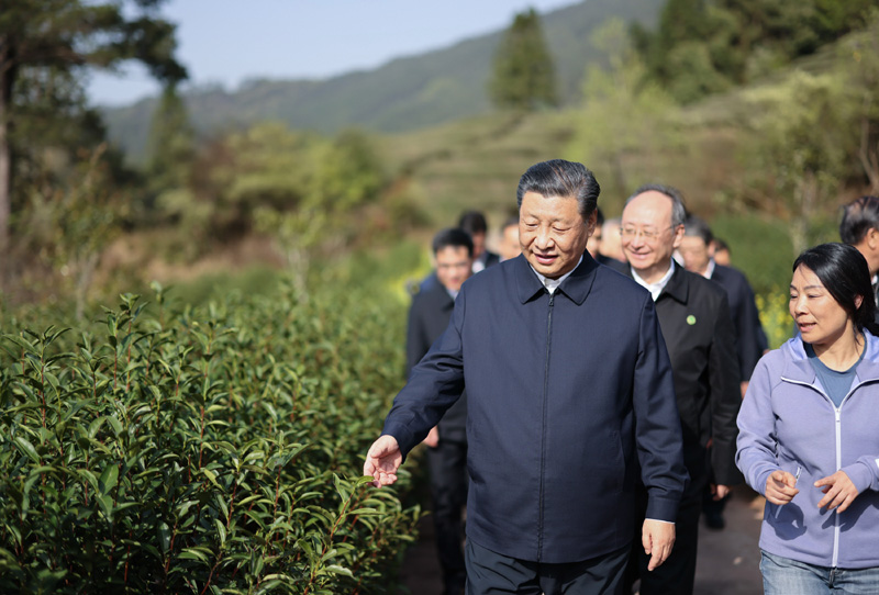 2021年3月22日下午，習(xí)近平在福建省南平市武夷山市星村鎮(zhèn)燕子窠生態(tài)茶園，察看春茶長勢，了解當(dāng)?shù)夭璁a(chǎn)業(yè)發(fā)展情況。
