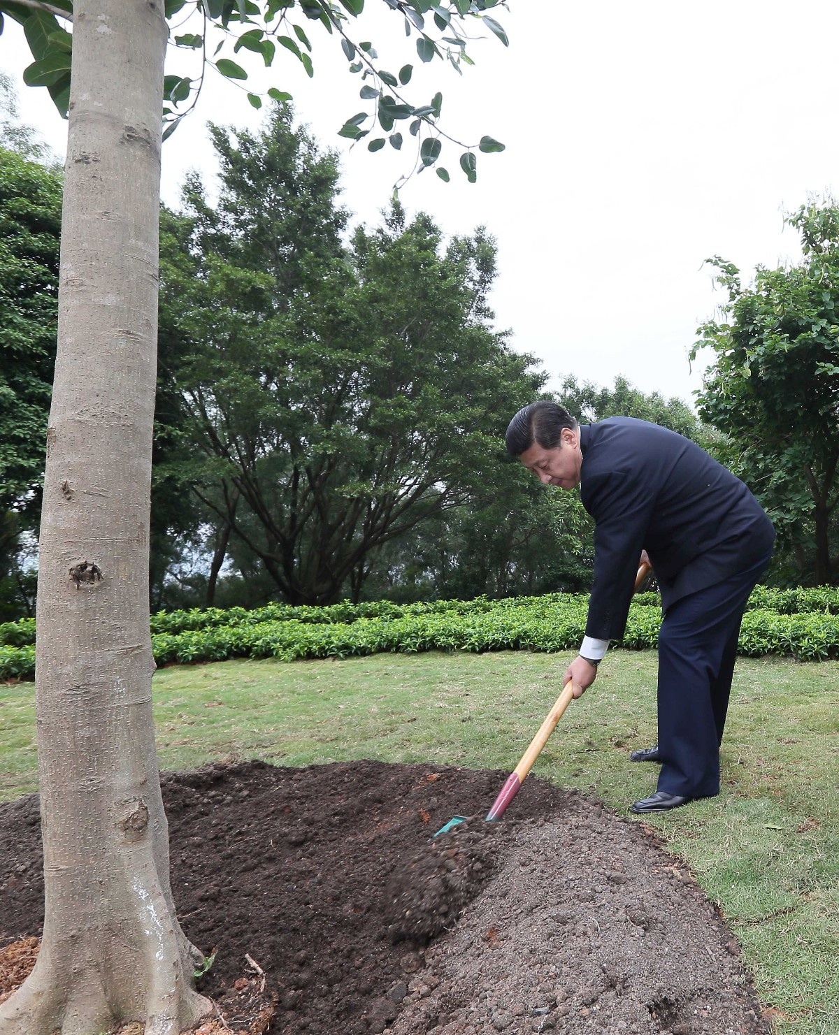2012年12月8日，習(xí)近平在深圳蓮花山公園種下一棵高山榕樹。