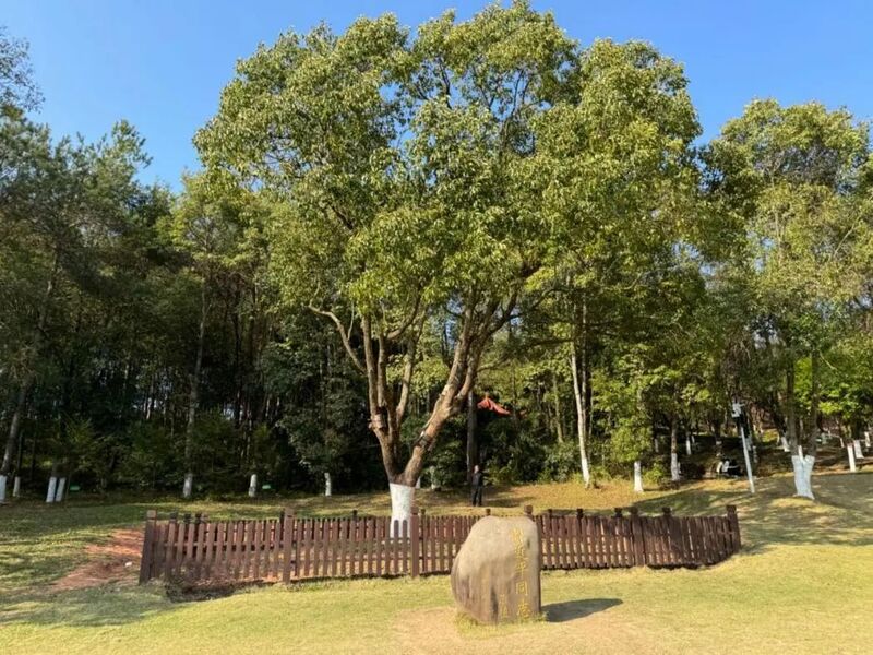 習近平同志為福建省長汀縣水土保持科教園捐種的香樟樹。圖源：學習時報