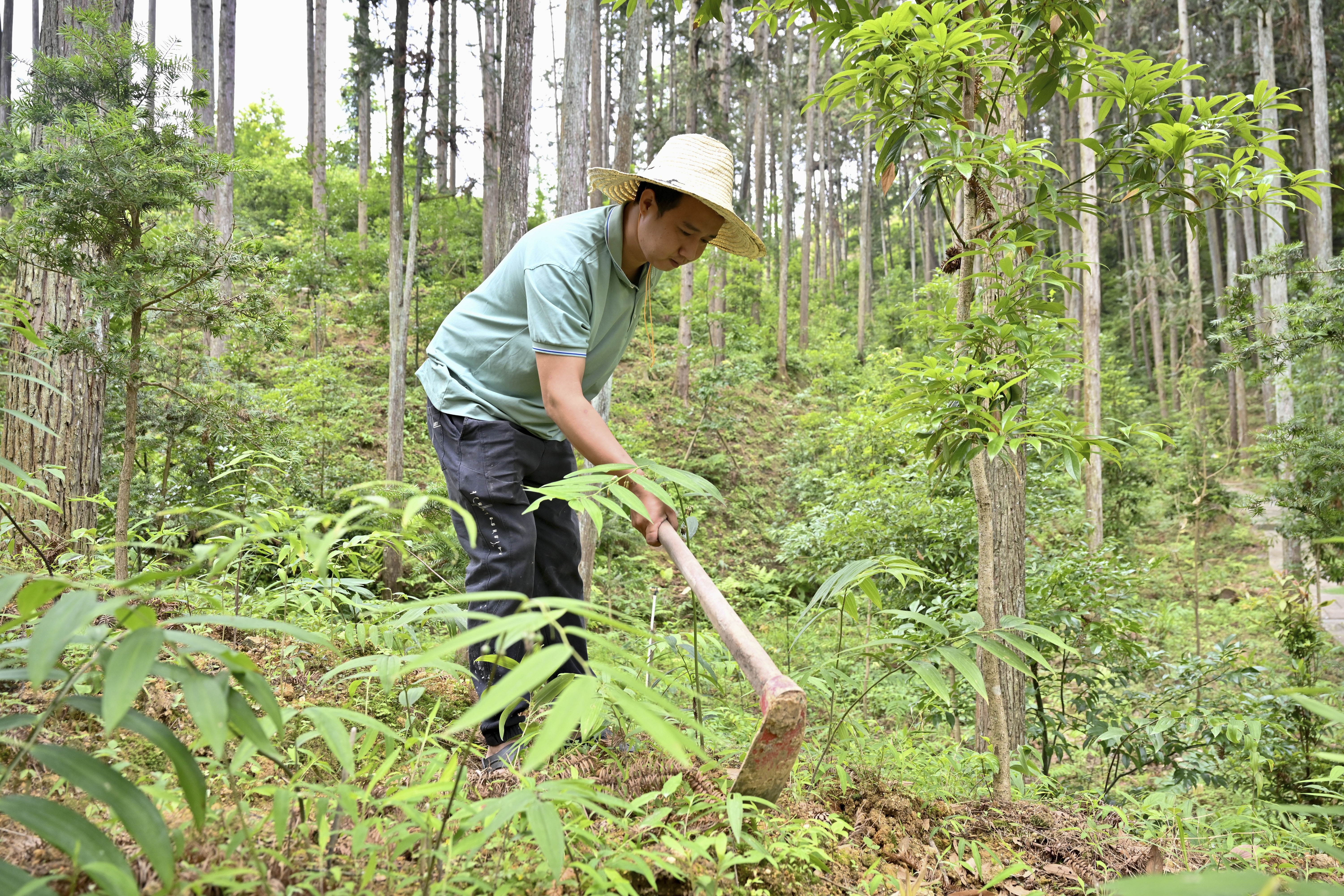 2024年5月9日，福建省三明市馬巖林下經(jīng)濟種植示范基地工人在管理林下種植的多花黃精。