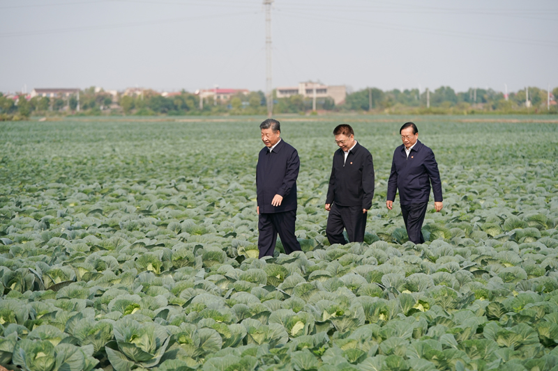 2024年11月5日，習近平總書記在湖北嘉魚潘家灣鎮(zhèn)十里蔬菜長廊考察。