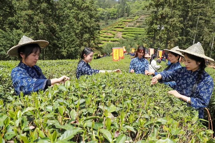 2025年4月13日，福建武夷山市星村鎮(zhèn)朝陽(yáng)村茶農(nóng)在生態(tài)茶園展示采茶。新華社發(fā)（邱汝泉 攝）