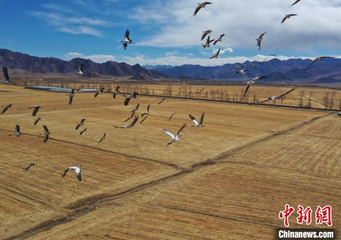 圖為黑頸鶴在拉薩市林周縣境內(nèi)飛翔。　貢嘎來(lái)松 攝