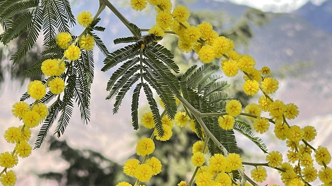蜜蜂在金合歡花枝上休憩。