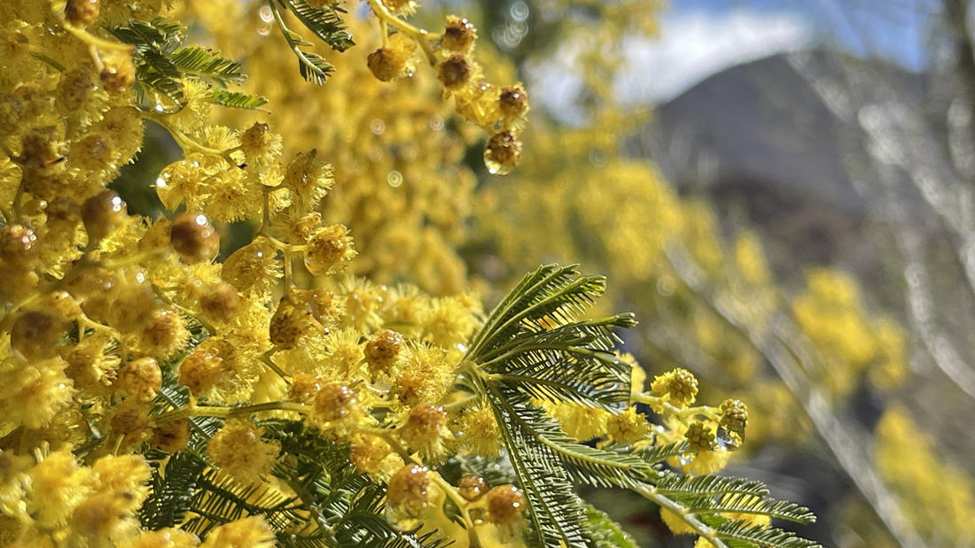 清晨帶著露珠的金合歡花。