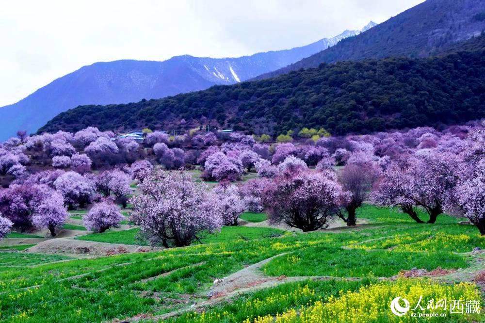 一樹樹野桃花開得正艷。人民網(wǎng) 李海霞攝