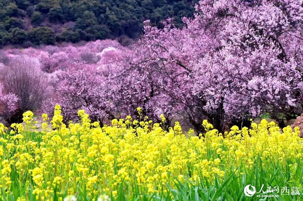 桃花與油菜花交相輝映。人民網(wǎng) 李海霞攝