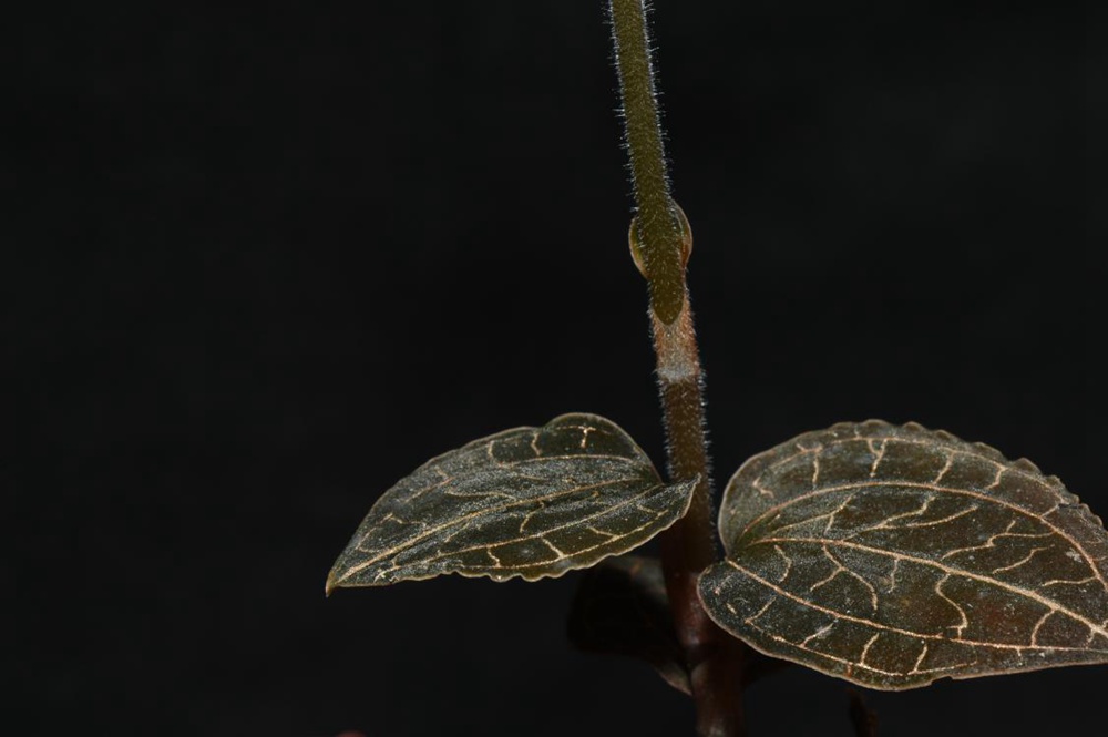 墨脫金線蘭。金效華攝