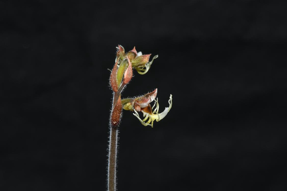 墨脫金線蘭。金效華攝