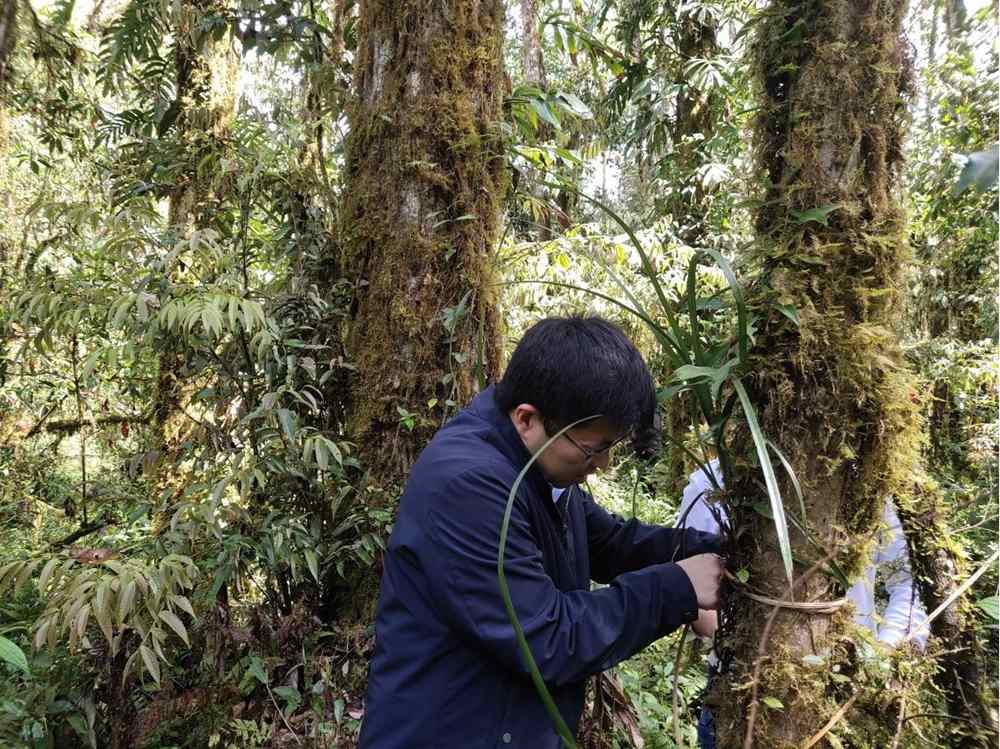蘭花歸野。圖片由山水自然保護中心提供