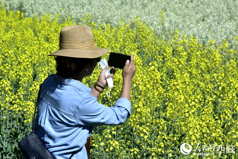 大片油菜花吸引游客到來。人民網(wǎng) 李海霞攝