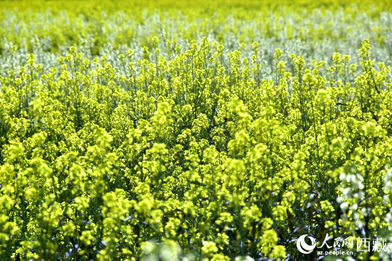 盛開的小油菜花。人民網(wǎng) 李海霞攝