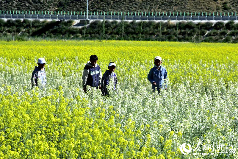 小孩在油菜花田嬉戲。人民網(wǎng) 李海霞攝