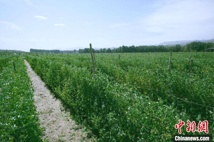 天?？h高原綠色(有機(jī))蔬菜基地種植的食用莢豆?！￡I道華 攝