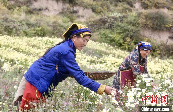 黑水村民在采摘杭白菊。桐鄉(xiāng)市宣傳部提供