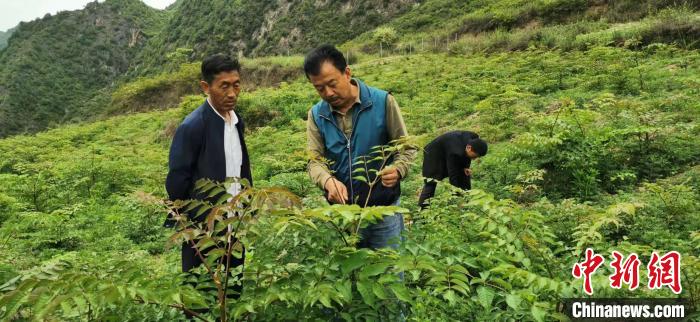 圖為張金利調(diào)研適合阿拉村種植的農(nóng)作物，經(jīng)過(guò)不斷改良技術(shù)后，產(chǎn)量大大提高。(資料圖)甘肅省水利廳供圖