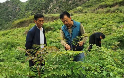 圖為張金利調研適合阿拉村種植的農作物，經過不斷改良技術后，產量大大提高。(資料圖)甘肅省水利廳供圖
