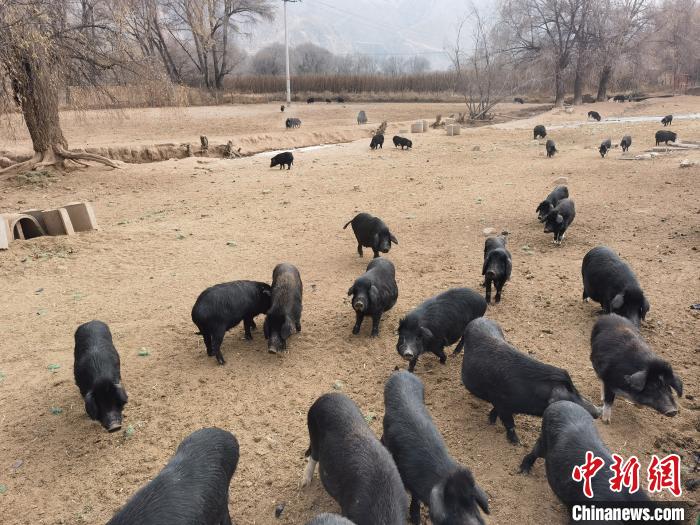圖為藏香豬。　祁增蓓 攝