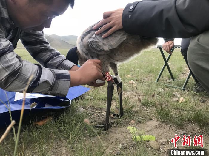 圖為研究人員為黑頸鶴佩戴GPS跟蹤設(shè)備。祁連山國家公園青海省管理局供圖