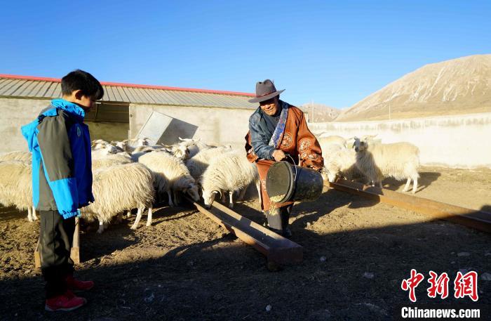 圖為哇保和孫子正在喂羊?！〔彭?xiàng)什姐 攝