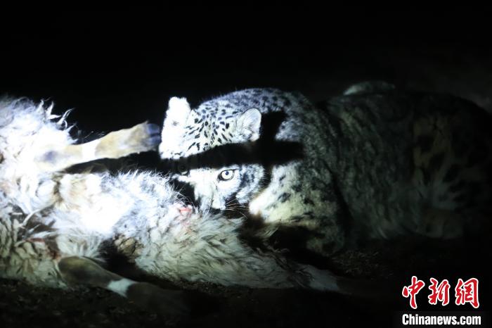 長(zhǎng)江源、瀾滄江源啟動(dòng)旗艦物種雪豹及棲息地保護(hù)項(xiàng)目