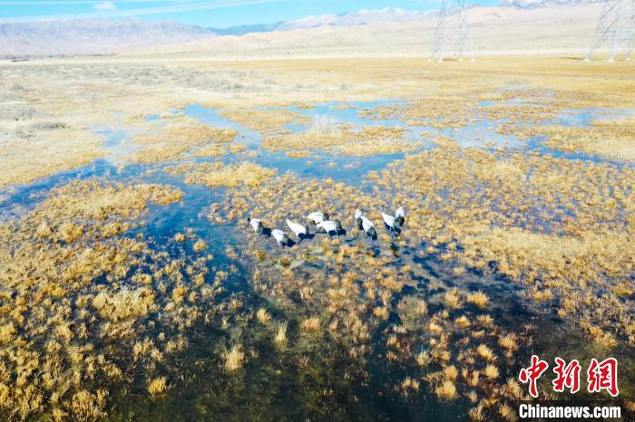 圖為一群黑頸鶴在濕地中央行走。　卡美燕 攝