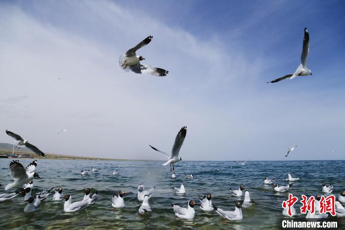 圖為水鳥在青海湖飛翔。　馬銘言 攝