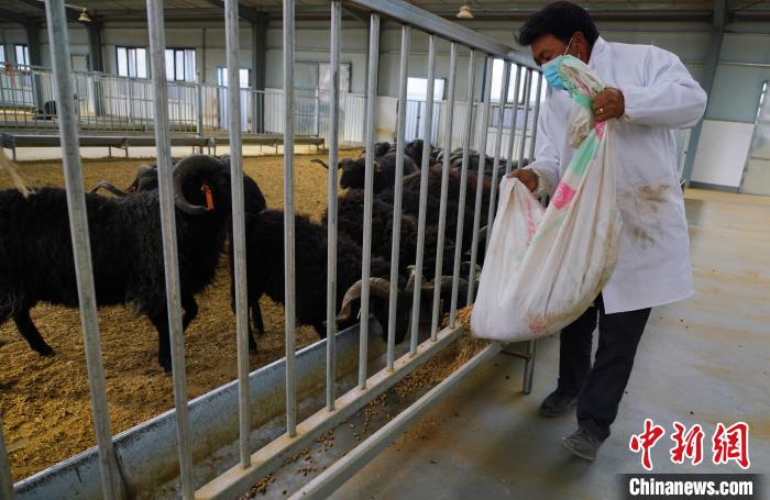 圖為飼養(yǎng)員給黑藏羊喂食?！●R銘言 攝