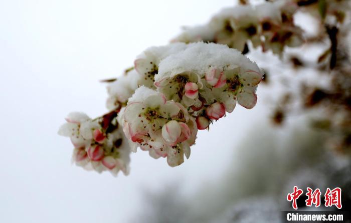 花兒被冰雪覆蓋?！±钣腊?　攝