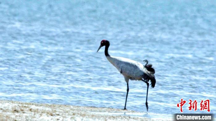 圖為黑頸鶴在青海湖畔散步?！《砣詹囟?攝