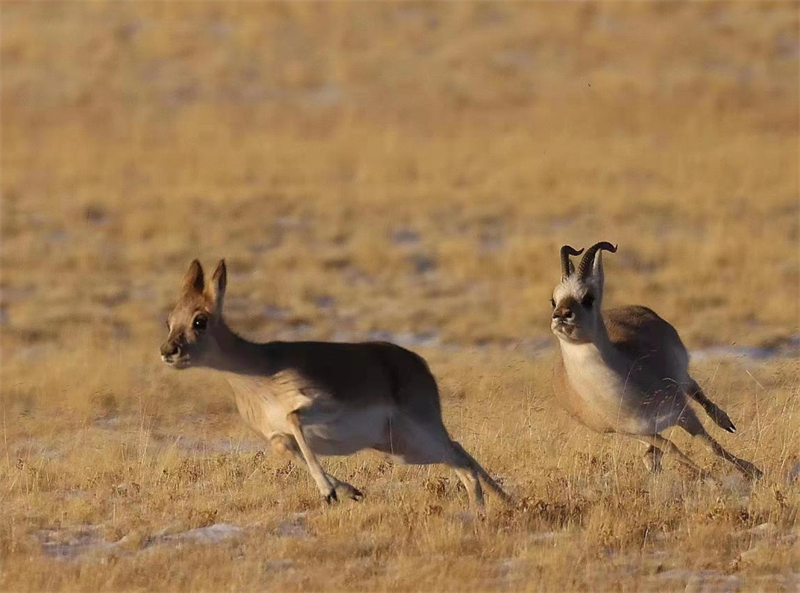 藏羚羊。圖片來源：農牧民大自然攝影隊