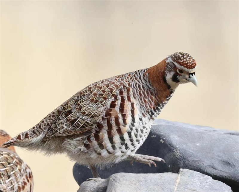 高原山鶉。圖片來源：農牧民大自然攝影隊