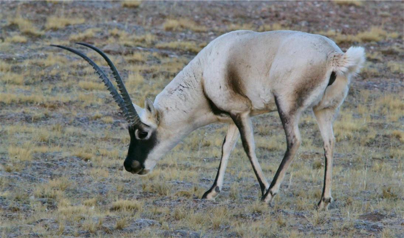 藏羚羊。圖片來源：農牧民大自然攝影隊