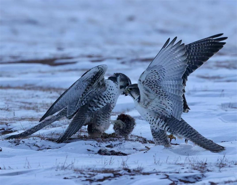 獵隼。圖片來源：農牧民大自然攝影隊