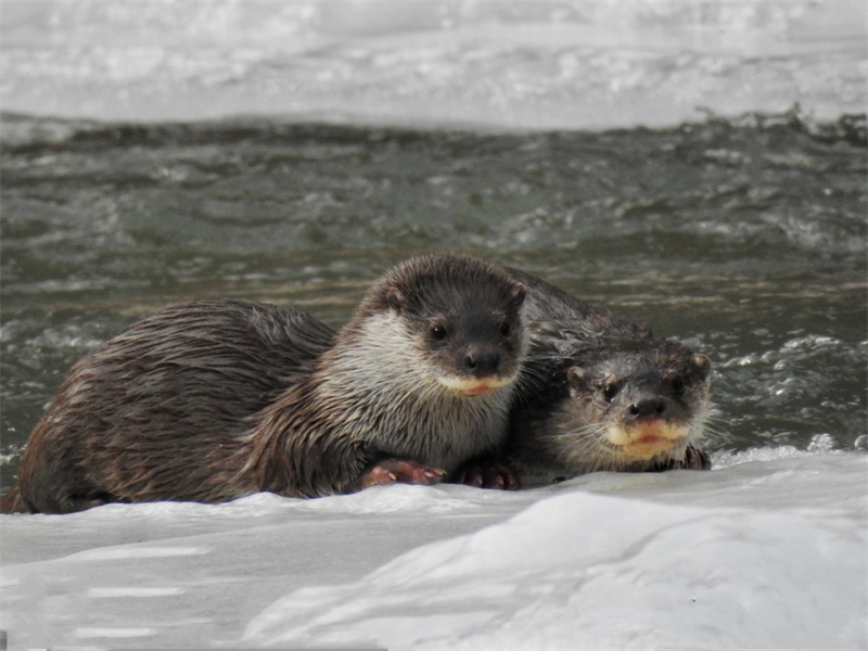 歐亞水獺。圖片來源：農牧民大自然攝影隊