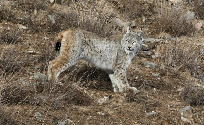 猞猁。圖片來源：農牧民大自然攝影隊