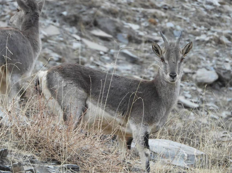 巖羊。圖片來源：農牧民大自然攝影隊