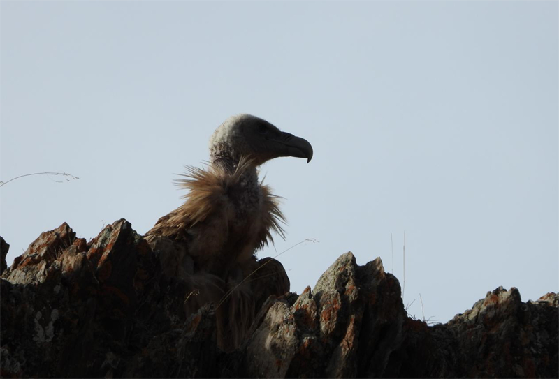 高原兀鷲。圖片來源：農牧民大自然攝影隊