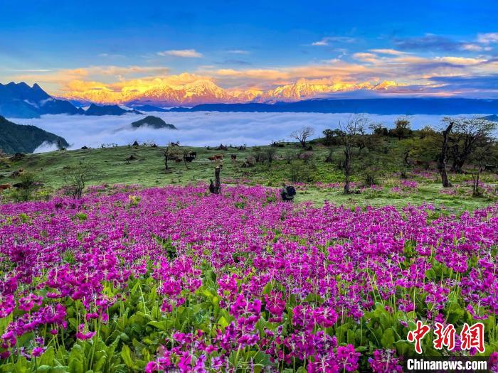 春天的牛背山花海?！∮稳仄?攝