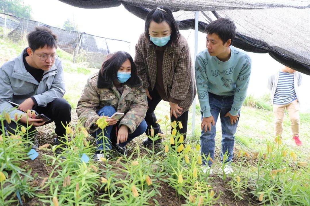 彭州對口支援工作組隊項目組查看瓦布貝母種植情況。彭州市宣傳部供圖