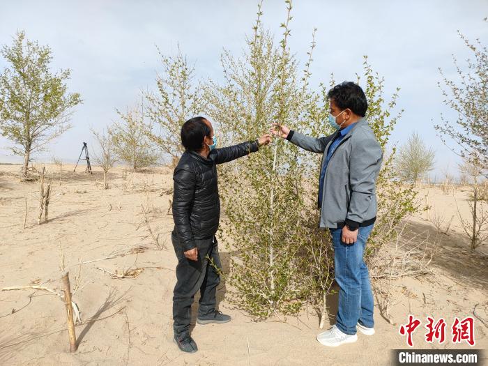 柴達(dá)木盆地的護(hù)林員：守護(hù)，只為那一片綠