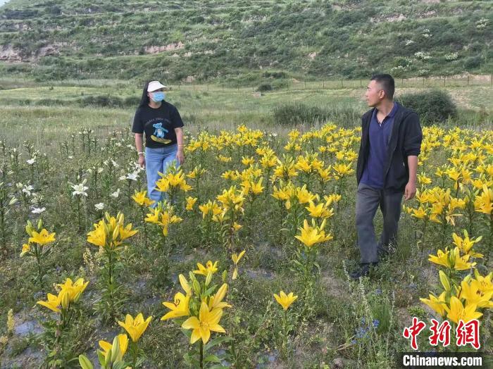 村民采摘百合花?！∪捞量h委宣傳部供圖