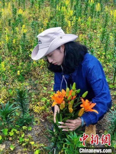 村民采摘百合花。　壤塘縣委宣傳部供圖