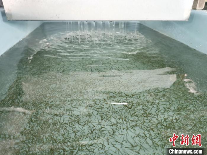 圖為正在育苗。　張?zhí)砀?攝