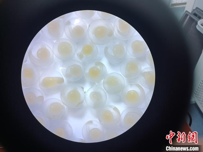 圖為顯微鏡下的魚卵?！∏嗪：沲幘茸o中心 供圖