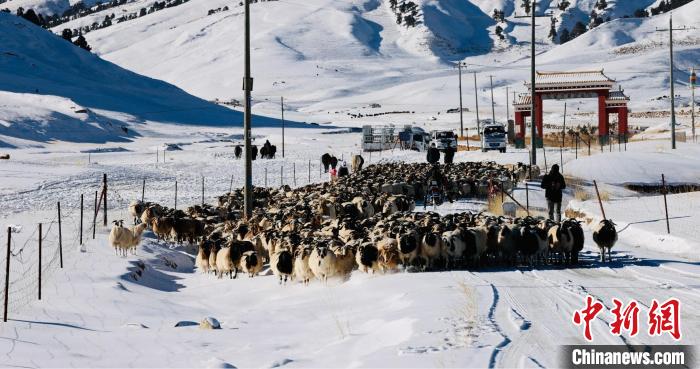 圖為村民在雪地上放牧?！《继m縣融媒體中心供圖