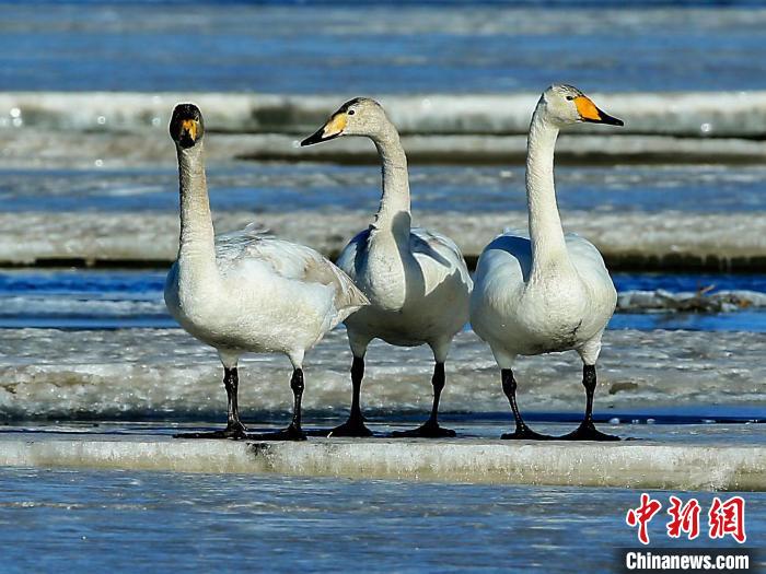 圖為三只天鵝在湖面上曬太陽?！『螁⒔?攝