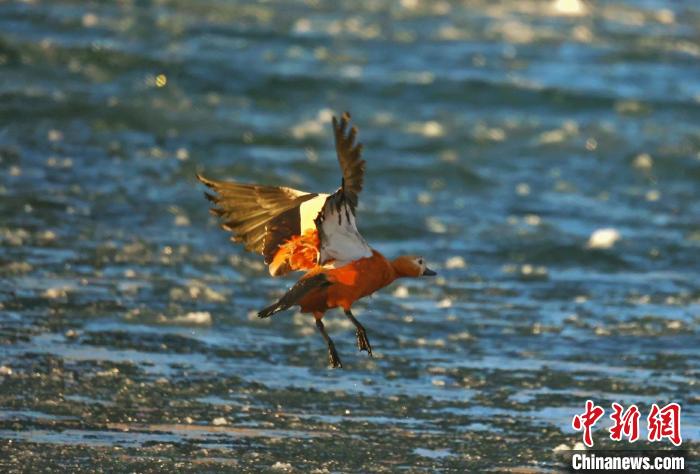 圖為赤麻鴨貼著水面飛行?！“兹斩〔冀?攝