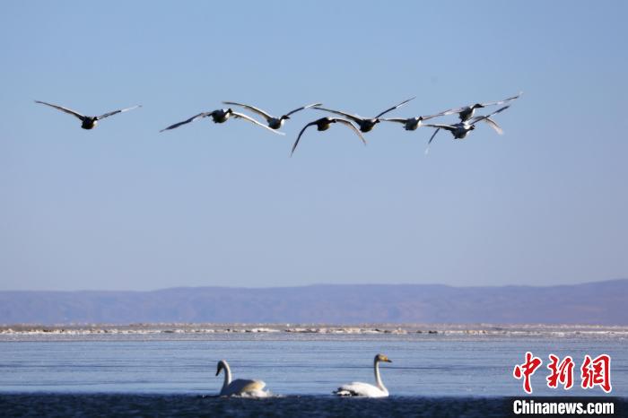 圖為大天鵝在青海湖上空飛翔?！●R怡睿 攝
